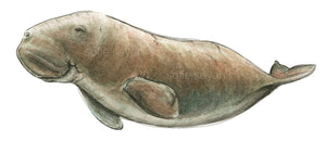 DUGONG