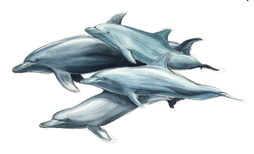 DOLPHIN POD