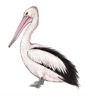 PELICAN