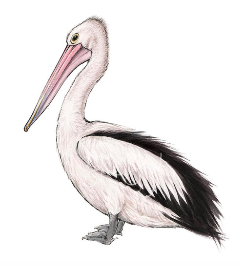 PELICAN