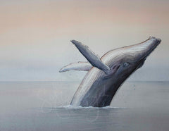 DAWN HUMPBACK