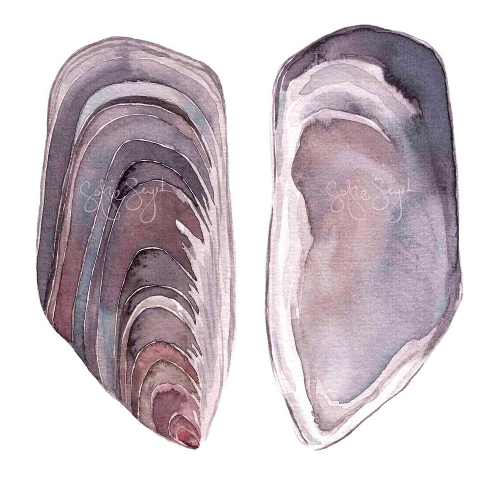 MUSSELL SHELL