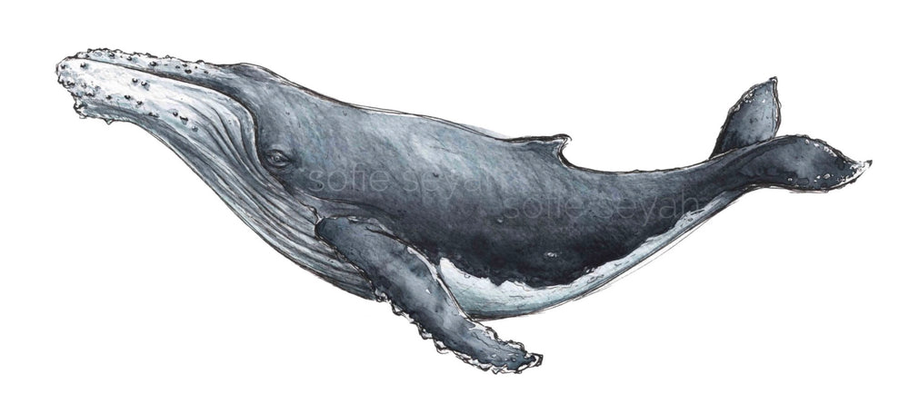 HUMPBACK WHALE