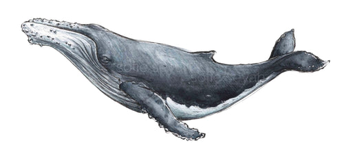 HUMPBACK WHALE