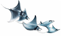 MOBULA RAYS