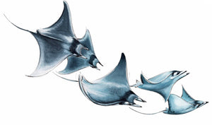 MOBULA RAYS