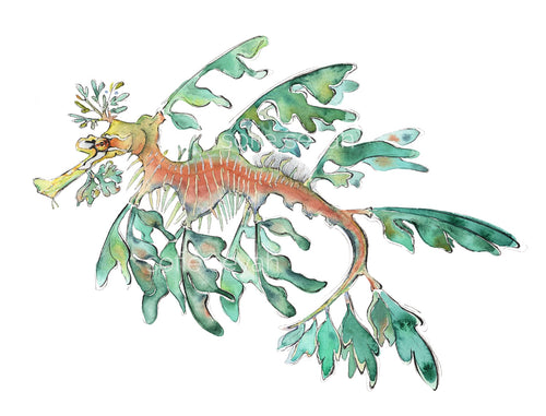LEAFY SEADRAGON