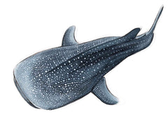 DEEP DIVE WHALE SHARK