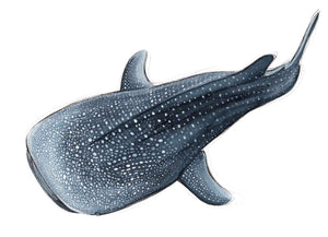 DEEP DIVE WHALE SHARK
