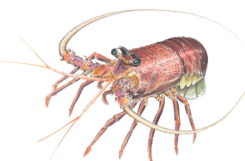 LOBSTER