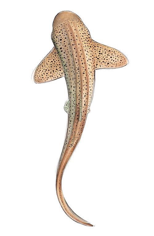LEOPARD SHARK