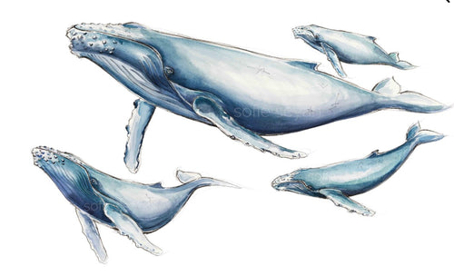 HUMPBACK FAMILY