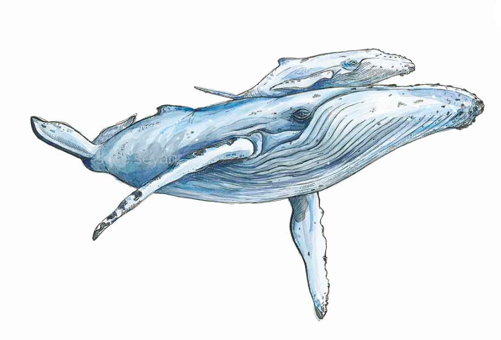 HUMPBACK WHALE MOTHER & CALF