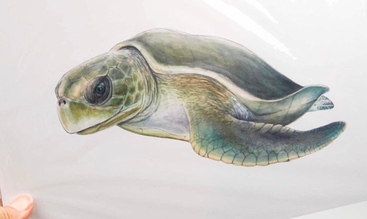 FLATBACK TURTLE