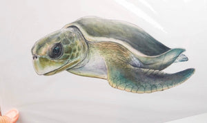FLATBACK TURTLE